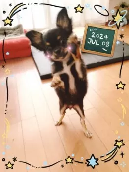 YUKO 様のお迎えした子犬