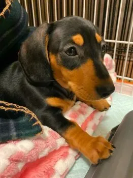 つづく 様のお迎えした子犬