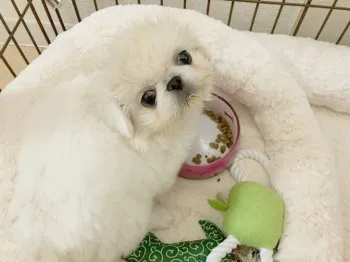 おんぷ 様のお迎えした子犬