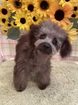 K 様のお迎えした子犬