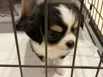 A.T 様のお迎えした子犬