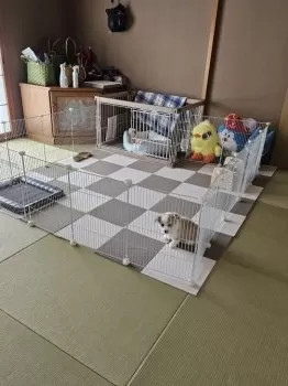 やっぴー21 様のお迎えした子犬