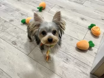 K.O 様のお迎えした子犬