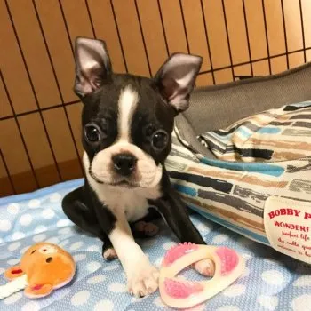 渚のジョン 様のお迎えした子犬