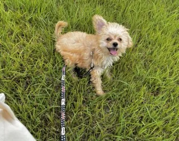 たかぼー 様のお迎えした子犬