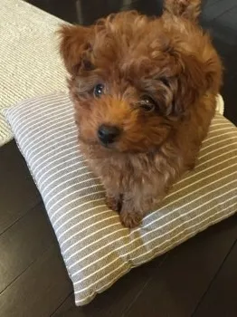 高野 様のお迎えした子犬