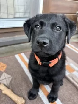A.S 様のお迎えした子犬