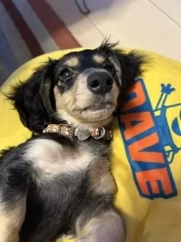 S.H 様のお迎えした子犬