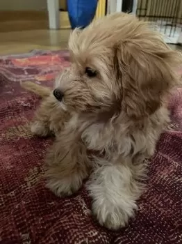 コロ助 様のお迎えした子犬