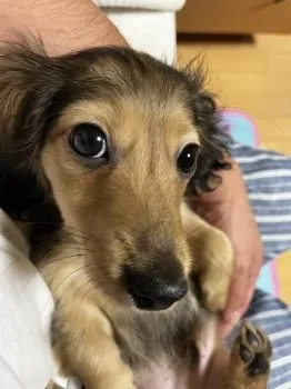 T.H 様のお迎えした子犬