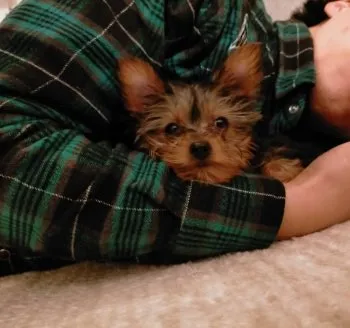 N・HASEGAWA 様のお迎えした子犬