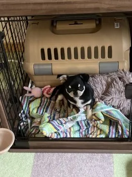M.I 様のお迎えした子犬