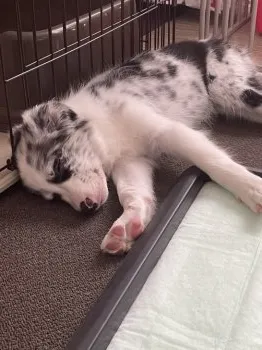 さくら 様のお迎えした子犬