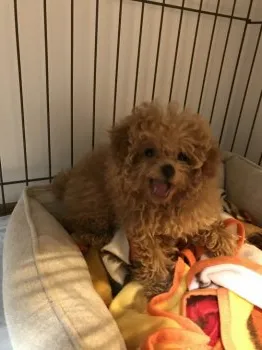 たま 様のお迎えした子犬