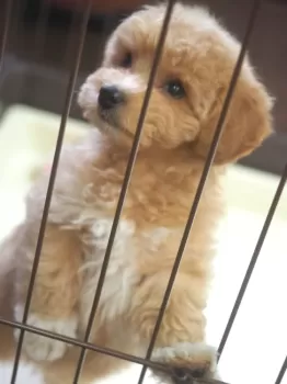 K.M 様のお迎えした子犬