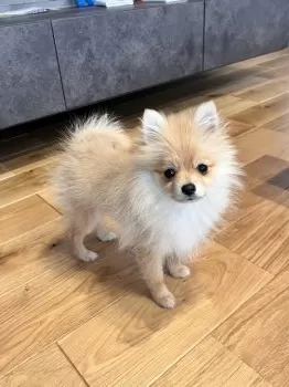 A.S 様のお迎えした子犬
