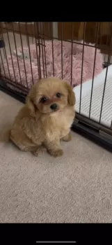 A.S 様のお迎えした子犬