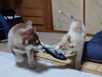 極光と紅炎 様のお迎えした子犬