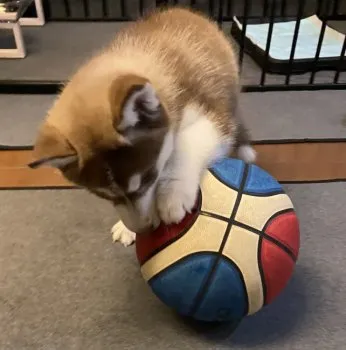 H i 様のお迎えした子犬