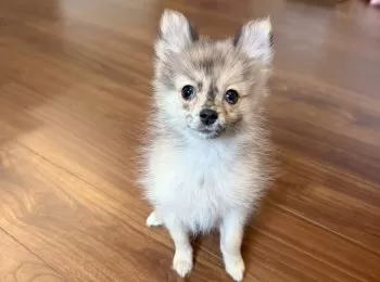 chi 様のお迎えした子犬
