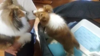 としかっちゃん 様のお迎えした子犬