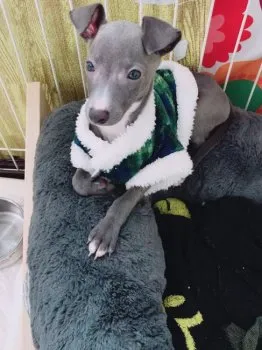 NOBU 様のお迎えした子犬