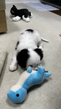 POCO 様のお迎えした子犬