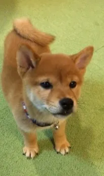 つぶちゃん 様のお迎えした子犬