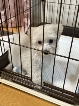 NANA 様のお迎えした子犬