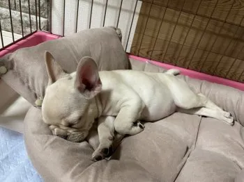 インジェスタ 様のお迎えした子犬