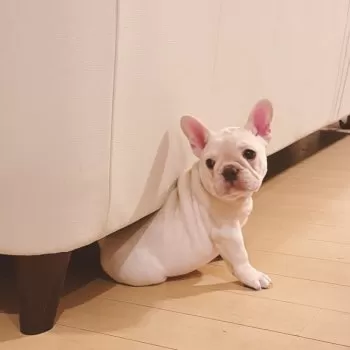 YN 様のお迎えした子犬