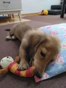 オリーブ 様のお迎えした子犬