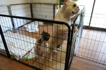 K.K 様のお迎えした子犬