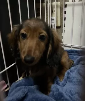 薔薇 Ｅ.S 様のお迎えした子犬