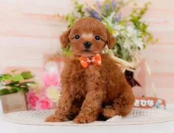 A 様のお迎えした子犬
