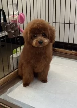 けい 様のお迎えした子犬