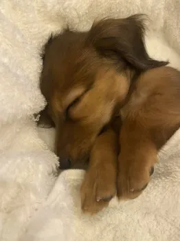 T.Ｉ 様のお迎えした子犬