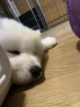 C.O さくら 様のお迎えした子犬