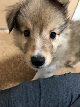 M 様のお迎えした子犬