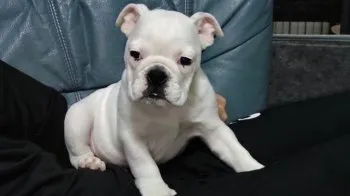 Aki 様のお迎えした子犬