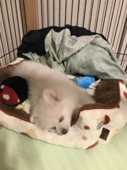 M.T 様のお迎えした子犬