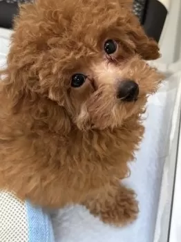 ベルナ 様のお迎えした子犬
