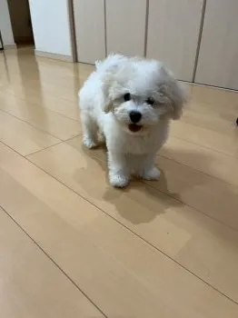 kako 様のお迎えした子犬
