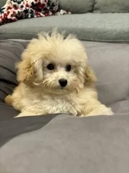 E.A 様のお迎えした子犬