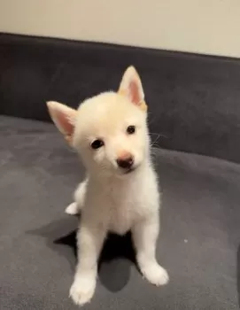 Naomi 様のお迎えした子犬