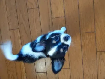 チコ太郎 様のお迎えした子犬