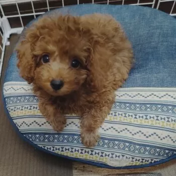 こだま 様のお迎えした子犬