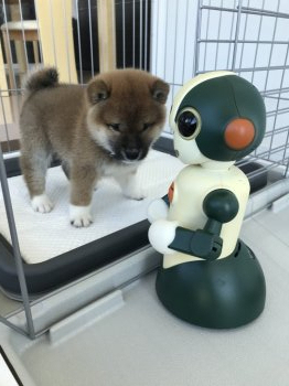 柴犬 標準サイズ の子犬をお迎えいただいたお客様の声 口コミ 評判 全4 505件中 361 390件目を表示 みんなのブリーダー みんなのブリーダー