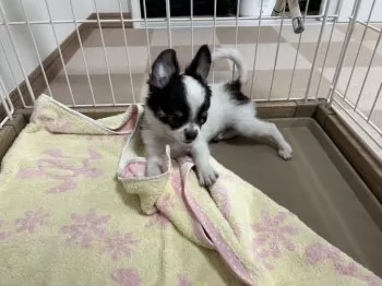 なみ 様のお迎えした子犬