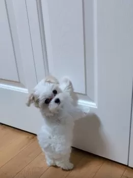 J.M 様のお迎えした子犬